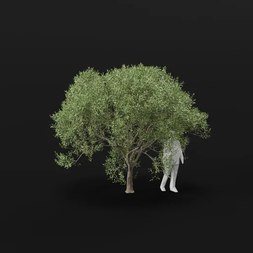Olive Tree Large