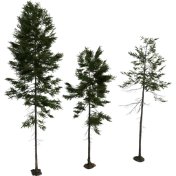 Detailed 3D fir tree models with realistic textures and shading, compatible with Blender for environmental design.