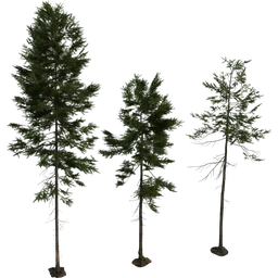 Fir Tree 01