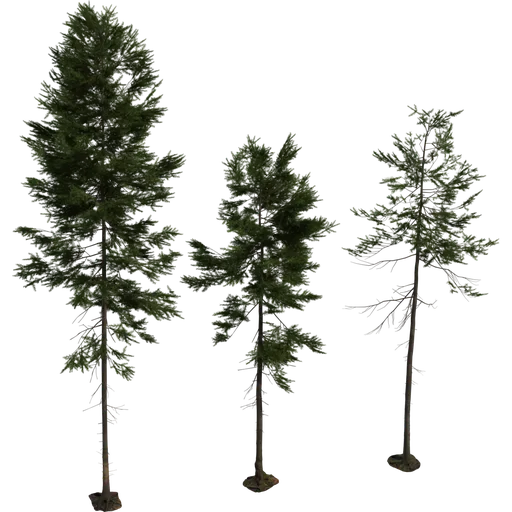 Fir Tree 01