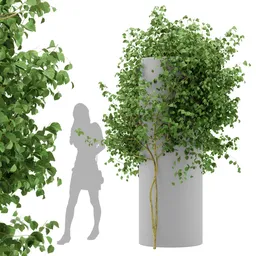 Ivy Simple Column Plant