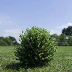 Shurb - BuxtusSempervirens Boxwood