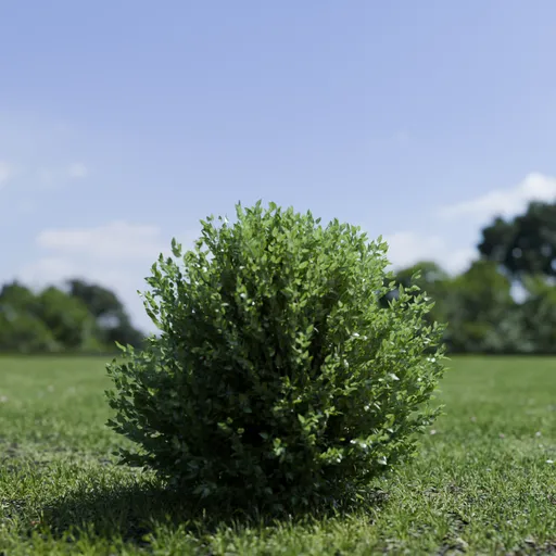 Shurb - BuxtusSempervirens Boxwood