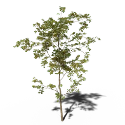 Detailed Combretum molle v2 3D model, suitable for Blender, realistic foliage textures, perfect for environmental scenes.