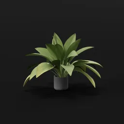 Haran Iron Plant Med Potted