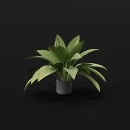 Haran Iron Plant Med Potted