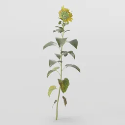 Sunflower Plant