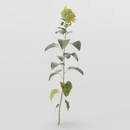 Sunflower Plant