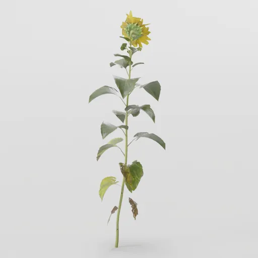 Sunflower Plant
