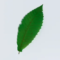 Sweet Chestnut Leaf