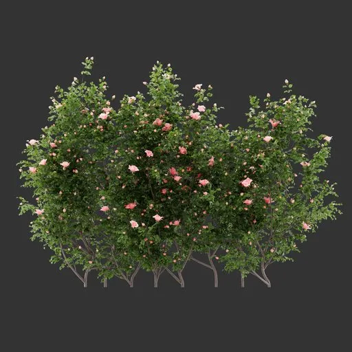Ivy Wall Flowering Bush Plant