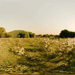 Forrest Hills Morning