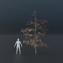 Oak Tree - Sapling Large (Autumn)