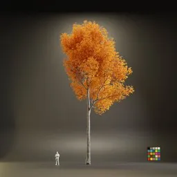 European Maple Acer Platanoide