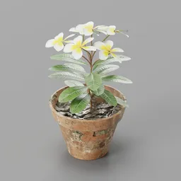 Cahmpa flower pot