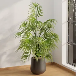 Indoor Kentia Palm