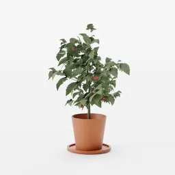 Highly detailed Blender 3D tomato plant model in terracotta pot, perfect for indoor virtual gardening.