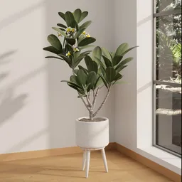 Elegant Frangipani Corner Planter