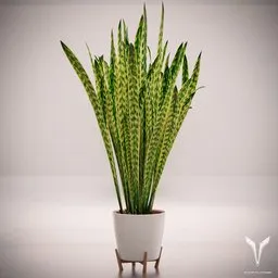 Snake Plant Sansevieria Trifasciata