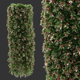Flowering Hedge bush Plant