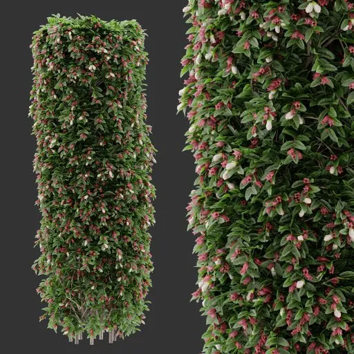 Flowering Hedge bush Plant