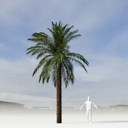 Dactylifera Palm Tree