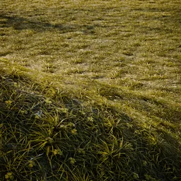 Dry Grass