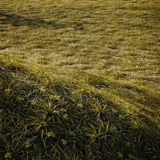 Dry Grass