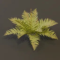Cinnamon Fern Large Var