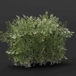 Boxwood Hedge 1M  Variation