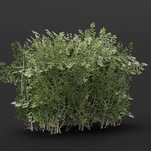 Highly detailed Boxwood Hedge 3D model, ideal for Blender garden and outdoor scenes.