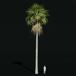 Caraday Palm Large