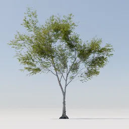 Detailed 3D model of a slender tree with delicate foliage, suitable for Blender renderings.