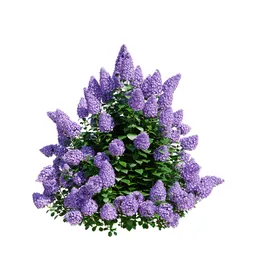 Hydrangea Paniculata Purple