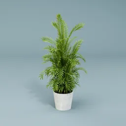 Palm plant