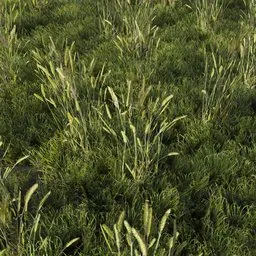 Grass Reed