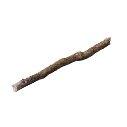 Branch