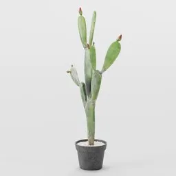 Opuntia Cactus in Black Pot with Gravel