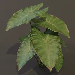 Elephant Ear Taro Plant Med