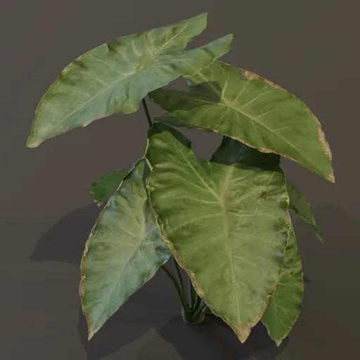 Elephant Ear Taro Plant Med