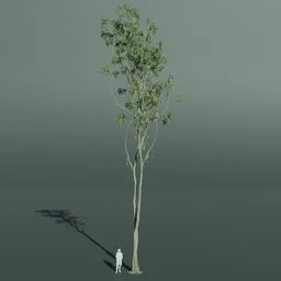 Alii Fig Tall