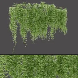 Dense Hanging Plant