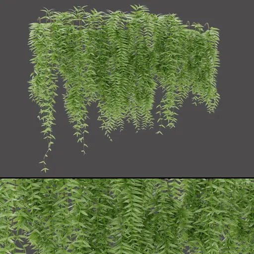 Dense Hanging Plant