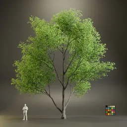 European Maple Acer Campreste