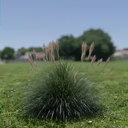 Detailed 3D model of tufted grass, Blender compatible, ideal for natural scenes or digital landscaping.