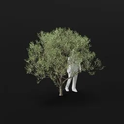 Olive Tree Decay Mid