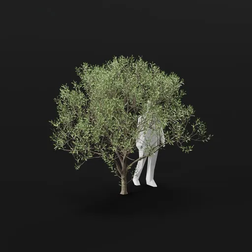 Olive Tree Decay Mid