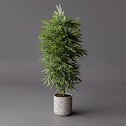 Palm Plant Indoor