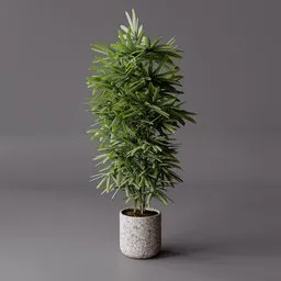 Palm Plant Indoor