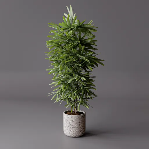 Palm Plant Indoor
